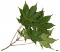 SpeciesSub: subsp. cappadocicum SpeciesSub: subsp. cappadocicum